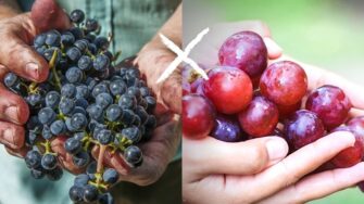 Uvas Viníferas x Uvas De Mesa