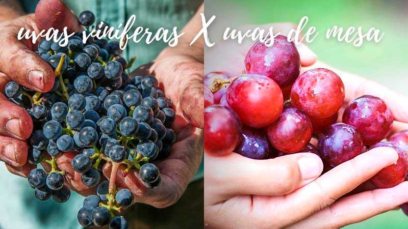 Uvas de mesa versus uvas viníferas
