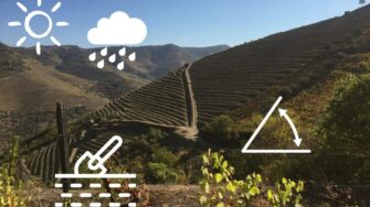 O que é o Terroir? Saiba como ele influencia a produção do vinho